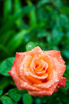 rose with water drops 
