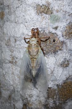 Cicadas newly emerged from its old skin