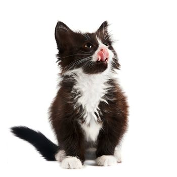 The black-and-white kitten licks lips 