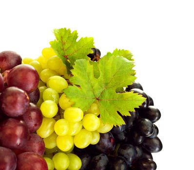 Different kind of grapes