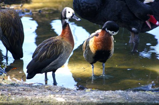 Drake couple, nice birds with yours severous colours feathers