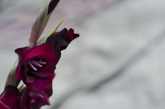 A stem of burgundy-crimson Gladiola