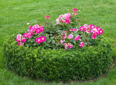 flowerbed with pink roses in garden