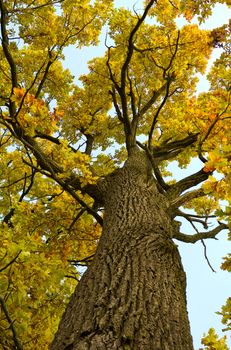 oak tree with yellow leaves in autumn