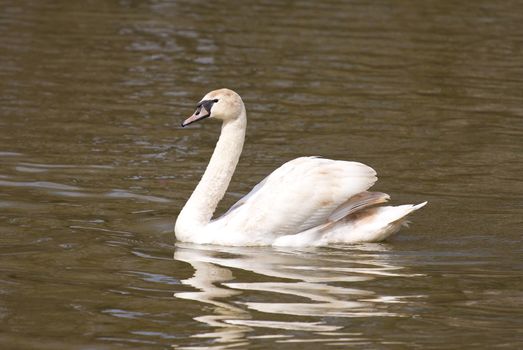 swan swimming on lake
