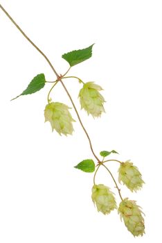 Branch of hops