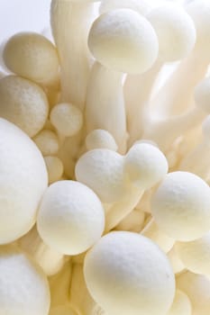 White beech Mushroom (White Shimeji) Hypsizygus Marmoreus