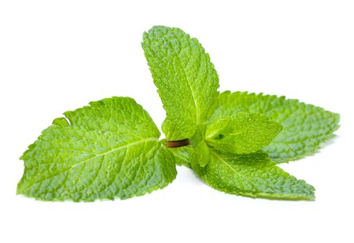 Mint Isolated On White