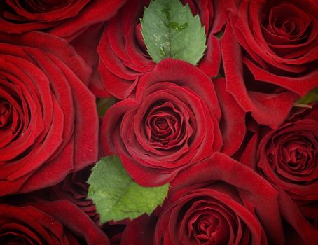 Red Roses Background. Selective focus