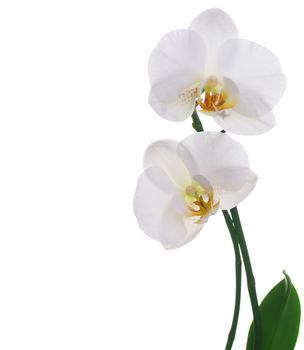 Beautiful White Orchid Isolated On White 