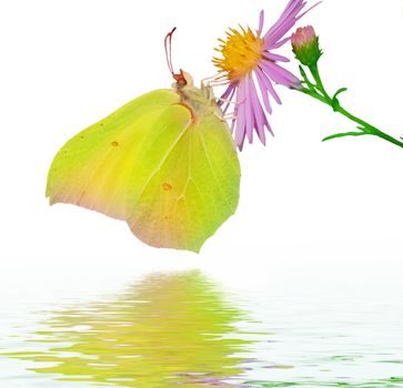 Beautiful Butterfly on Flower 