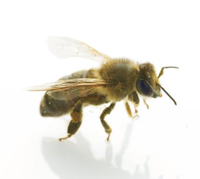 Honey Bee Isolated On White 