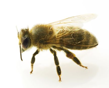 Bee Closeup. Isolated On White 