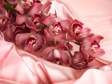 Silk And Orchids