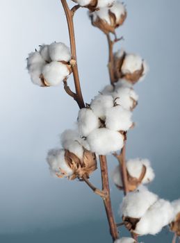 Cotton Plant Closeup
