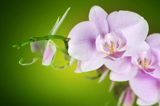 Orchid Over Green 