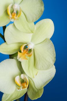 Phalaenopsis Orchid Closeup 