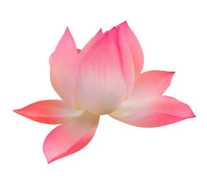 Single Lotus Isolated Over White 
