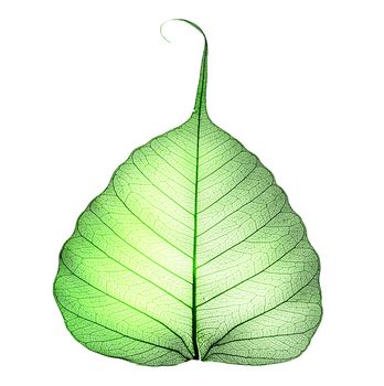 Green Leaf Over White 