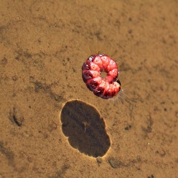 red caterpillar in transparent water