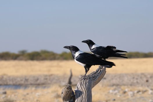 Two Pied Crows (Corvus albus)