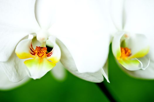  white orchid