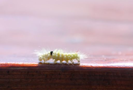 Calliteara pudibunda hairy fluffy caterpillar on wood