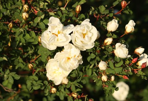 Flowers of briar white rose