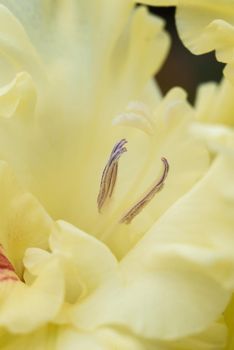 Gladiolus inflorescence with pistils and stamens in detail 