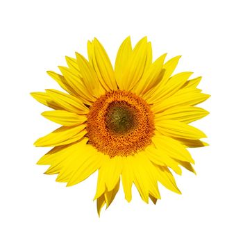 Flower of sunflower isolated on white background.