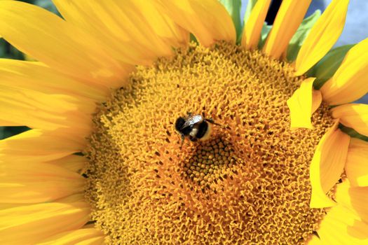 Beautiful sunflower on daytime with a bee