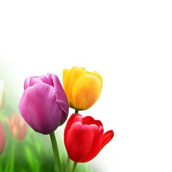Beautiful tulips at springtime