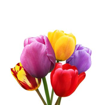 Beautiful tulips at springtime