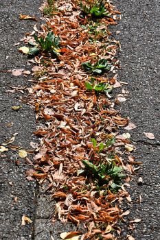 autumal painted leaves on a street in a row in sun
