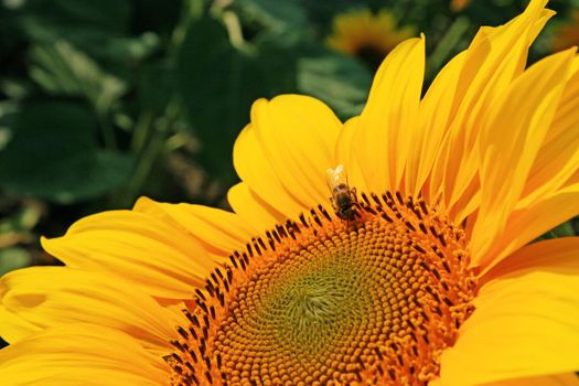 Beautiful sunflower on daytime with a bee