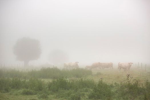 blonde d'aquitaine cows in misty morning meadow near river seine in northern france