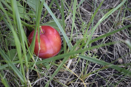 One plum ripe and raw lying on a grass fallen from the tree