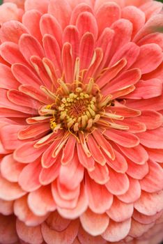 A flower bud of zinnia close-up 