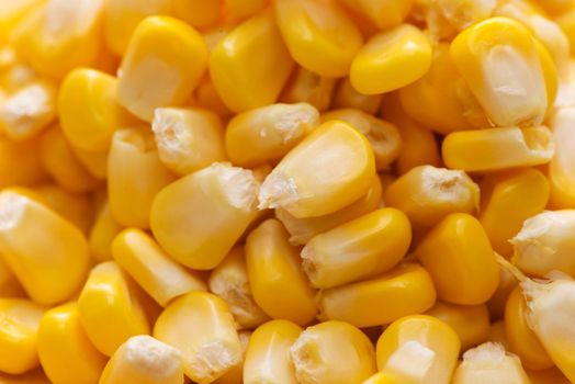 Closeup of fresh sweet yellow corn seeds