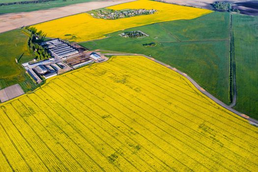 top view of a yellow rapeseed field and a farm in Belarus, an agricultural area.Agricultural sector Development Concept