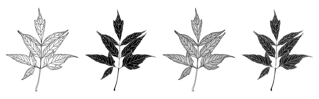 Set of linear graphics and silhouettes of ash-leaved maple leaves 