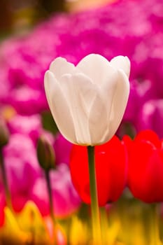 Colorful tulip flower bloom in the garden