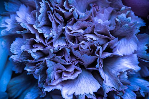 Abstract floral background, blue carnation flower petals. Macro flowers backdrop for holiday brand design