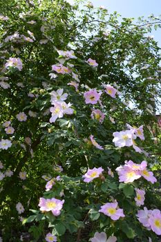 Rosehip bush blooming in spring