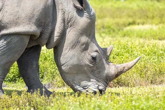 White rhino, rhinoceros walking on green grass
