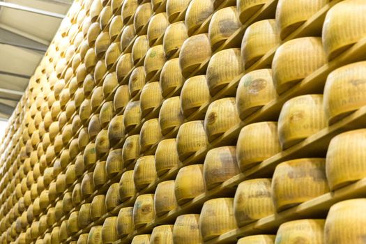 Parmigiano Cheese factory with the aging cheese