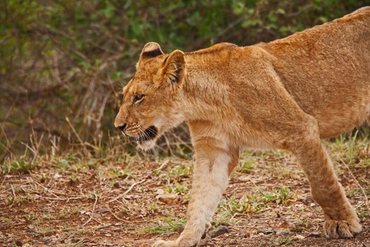 Young female Lion Panthera leo 13765