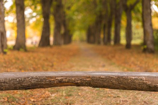 wooden log bench in park in autumn