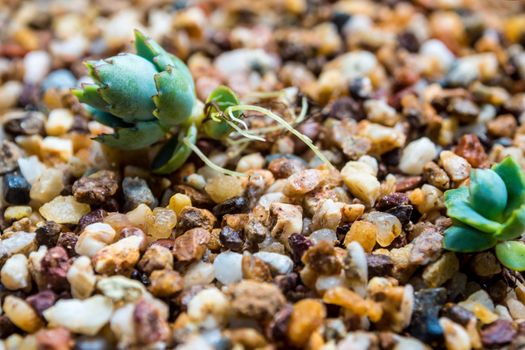 Small buds of kalanchoe fall and sprout up on the gravel