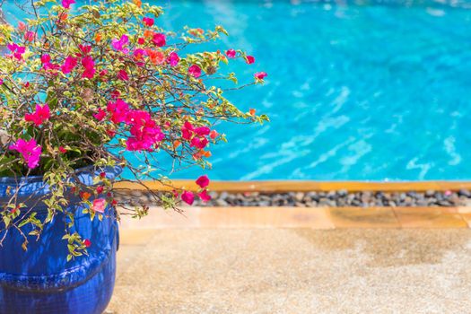 Flowerpot near big nice pool in luxurious hotel